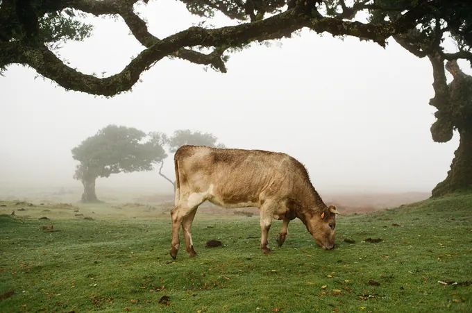 Holy Cow · Pastoral