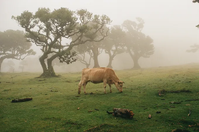 Holy Cow · Pastoral